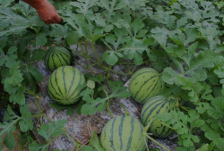 山西运城吃瓜爆料事件,揭秘背后真相与网络舆论风暴